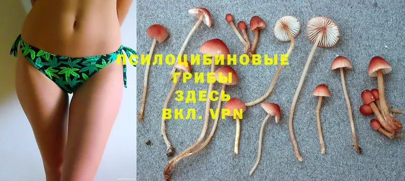 Псилоцибиновые грибы Psilocybine cubensis  Кулебаки 